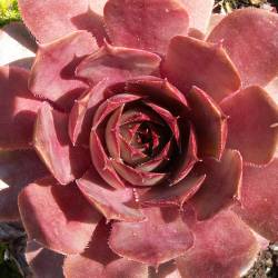 Sempervivum - Dachwurz - Hauswurz